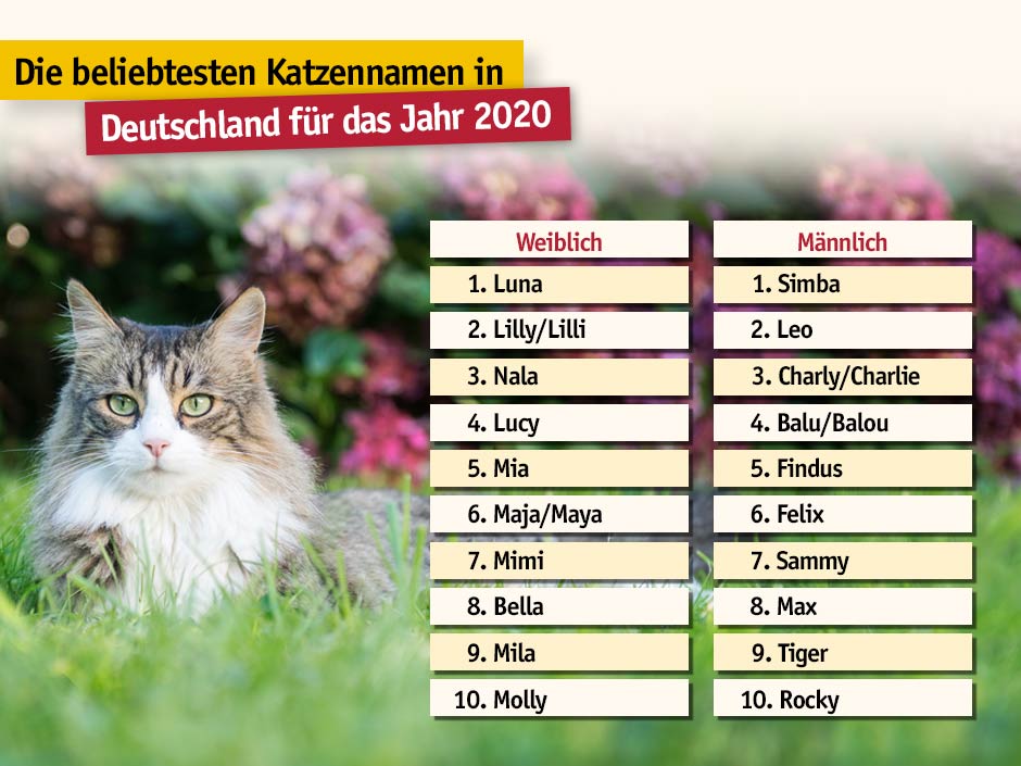 Grafik: Hitliste mit den beliebtesten Katzennamen bei TASSO.