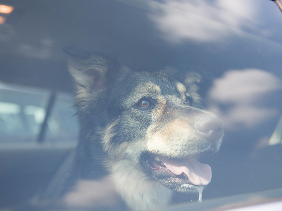 Hund im heißen Auto