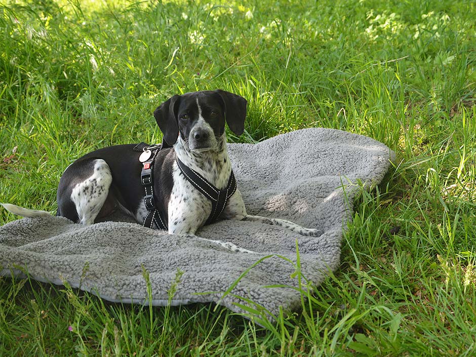 Hund liegt im Schatten auf der Wiese.