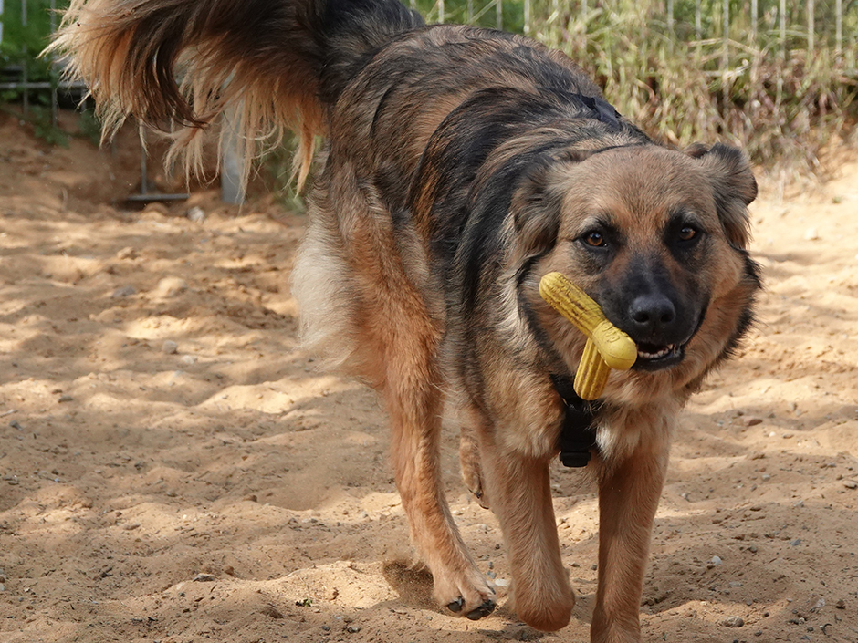 Hund mit Spielzeug