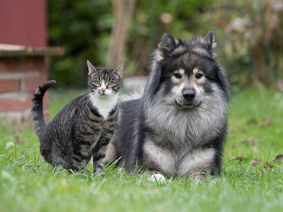 39.000 Hunde und 77.000 Katzen wurden alleine im vergangenen Jahr vermisst. 