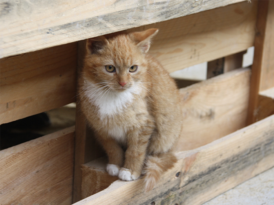 Rote Straßenkatze sitzt auf einer Palette 
