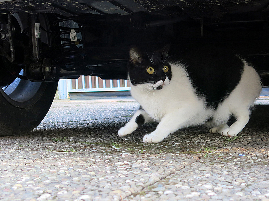 Katze versteckt sich unterm Auto 