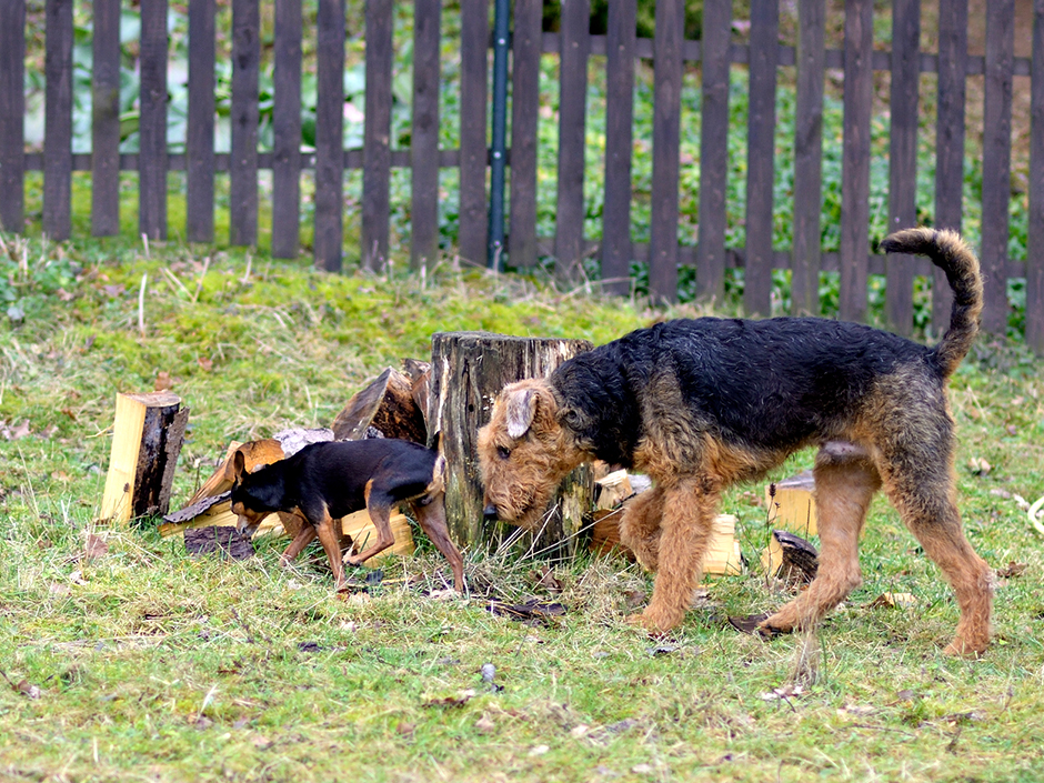 Hunde auf Wiese