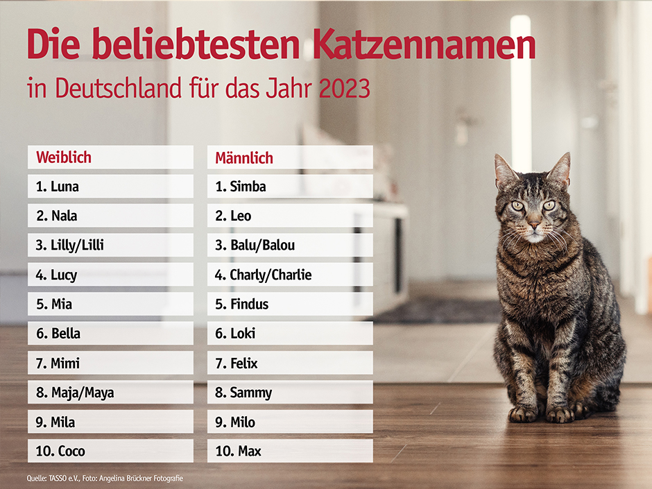 Grafik Beliebte Katzennamen