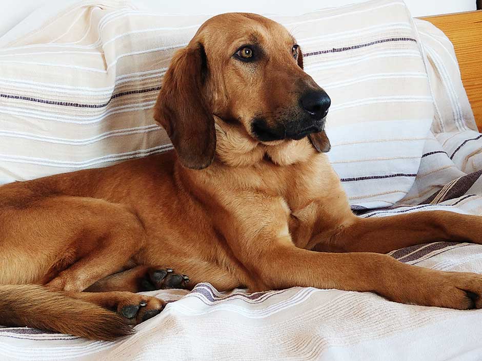 Tierschutzhund Luigi liegt entspannt auf dem Sofa.