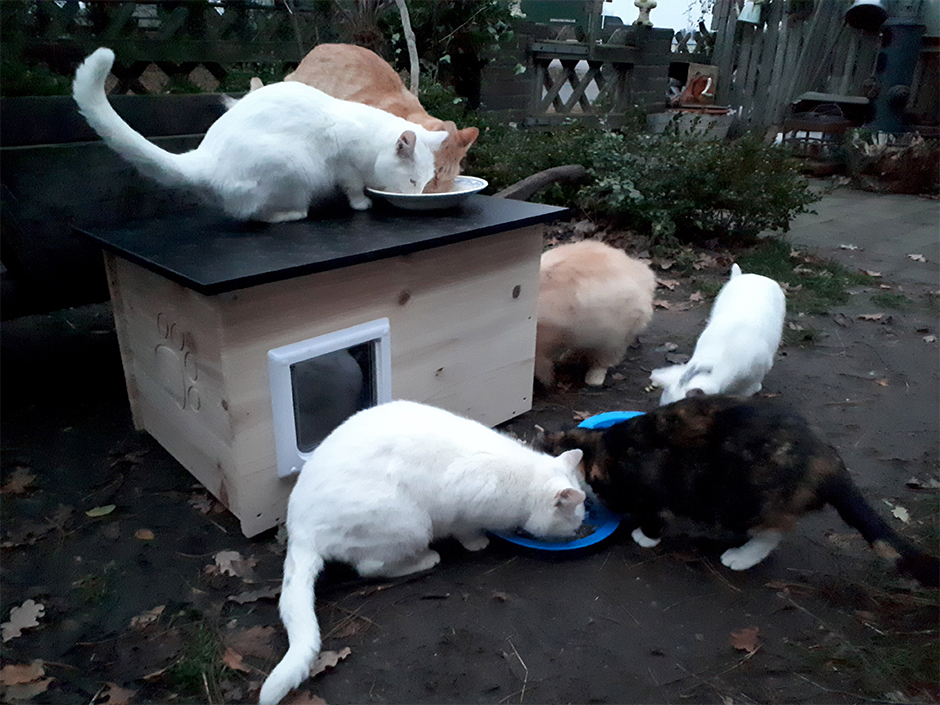 Streunerkatzen werden gefüttert
