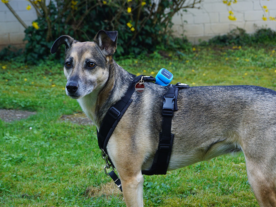 Zusätzlicher Schutz für den Hund durch einen GPS-Tracker. 