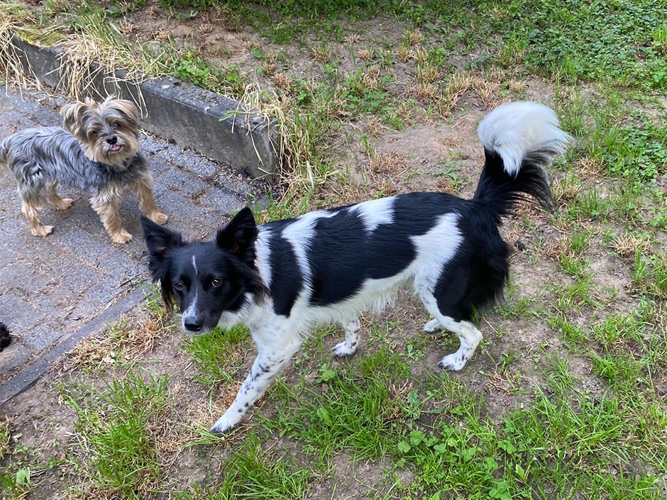 Hündin Luna ist im Campingurlaub in Kroatien entalufen.