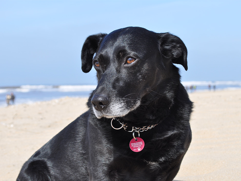 Grundsätzlich sind die meisten Hunde tolle Reisebegleiter.  Hund am Strand.