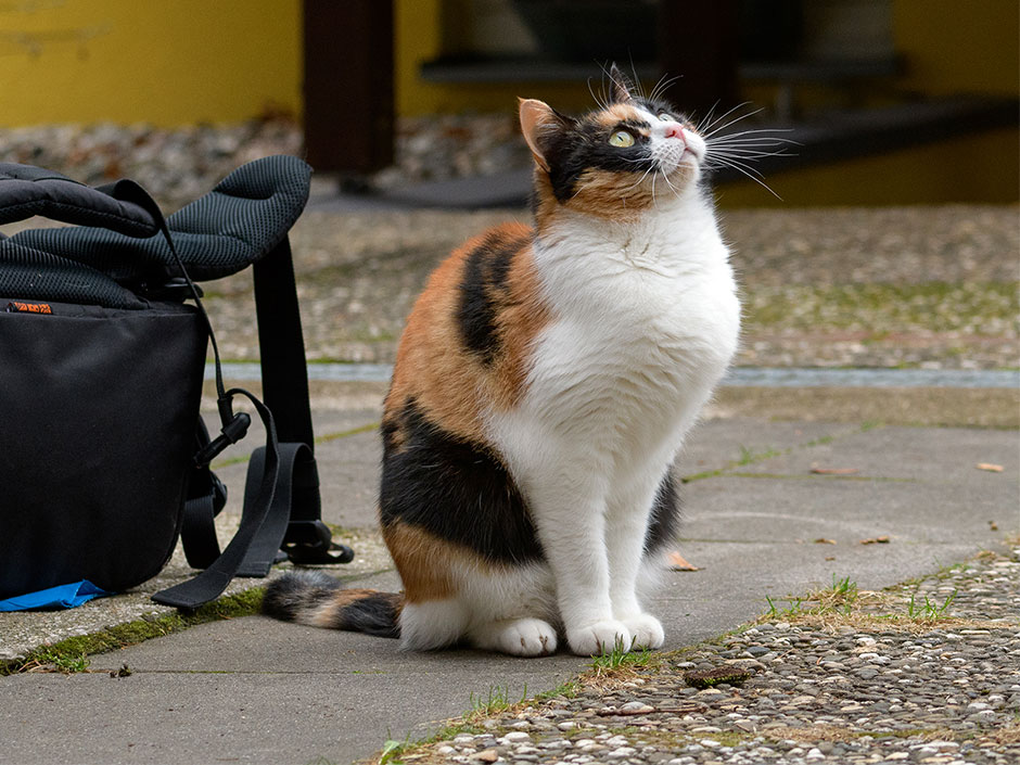 Katzen fühlen sich meist zu Hause am wohlsten. 