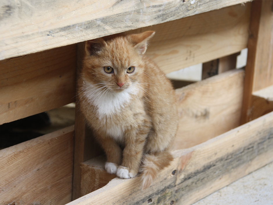 Niedersachsen bringt Katzenschutzverordnung auf den Weg. 