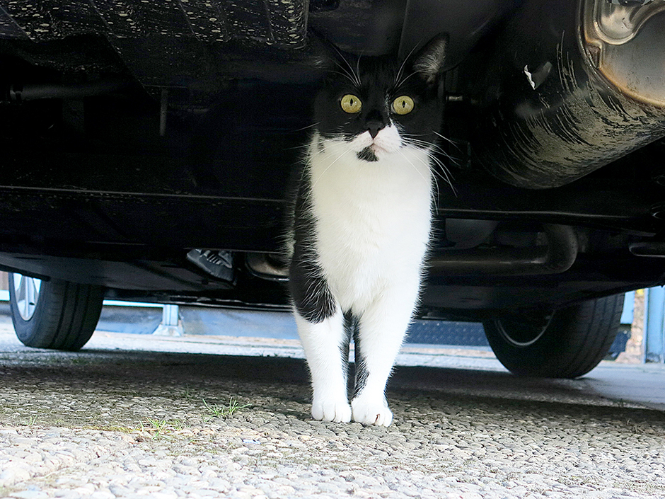 Eine Katze unter einem Auto