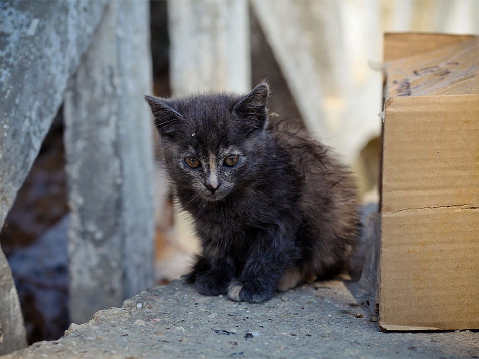 Etwa 2 Millionen Streunerkatzen leben in Deutschland. 