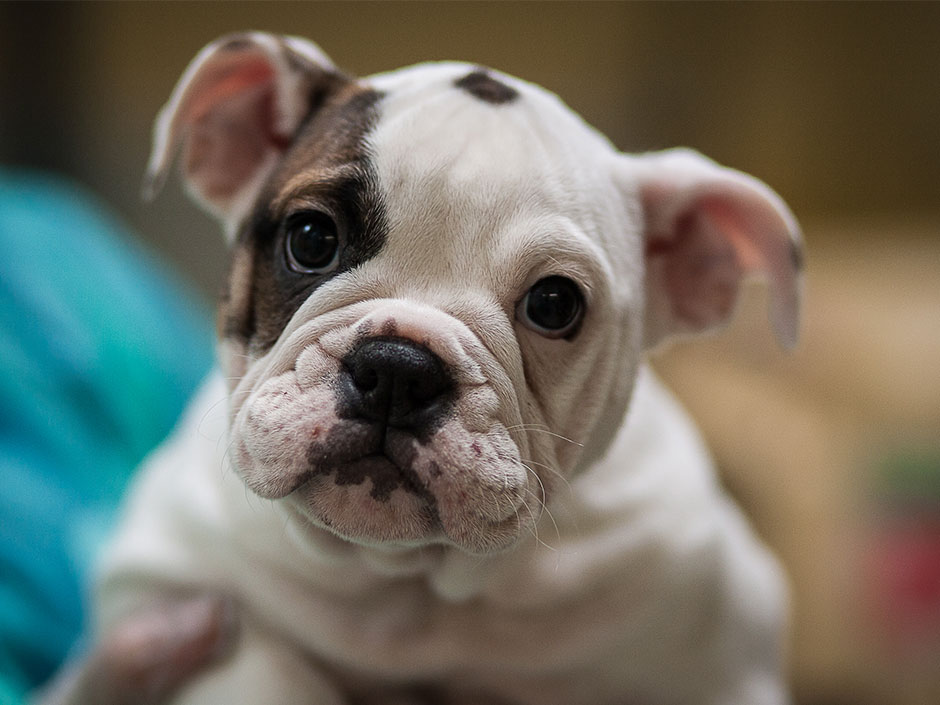 Die Nachfrage nach Heimtieren, vor allem nach Hunden, ist enorm gestiegen.