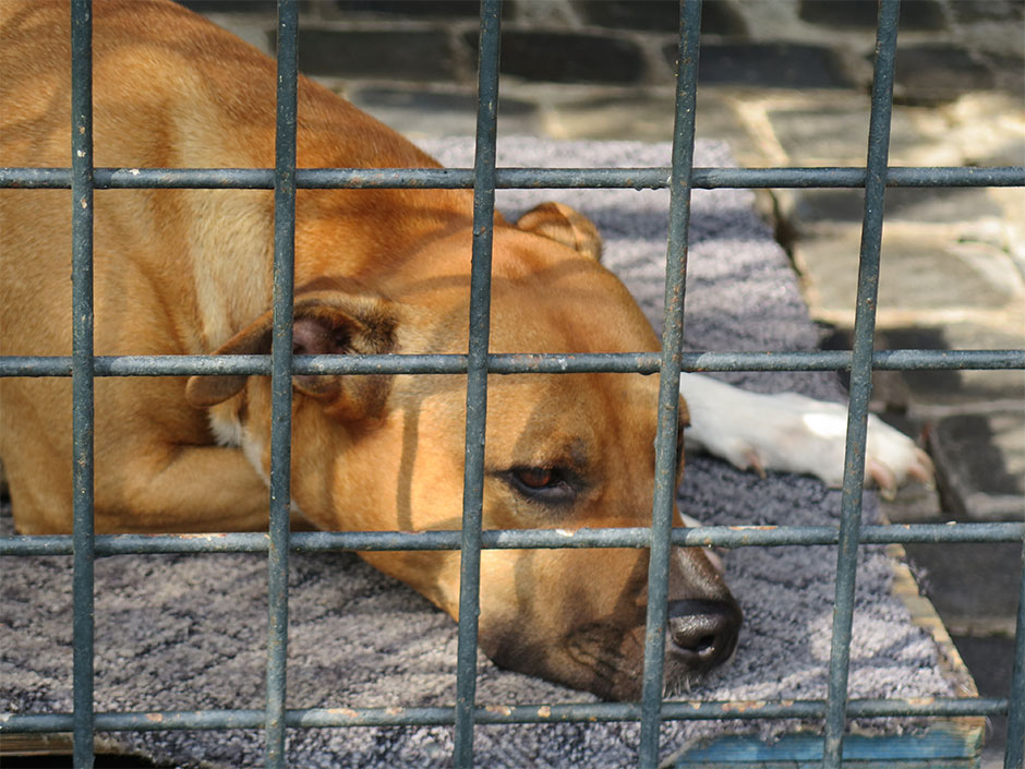 Rassehund hinter Gitterstäben