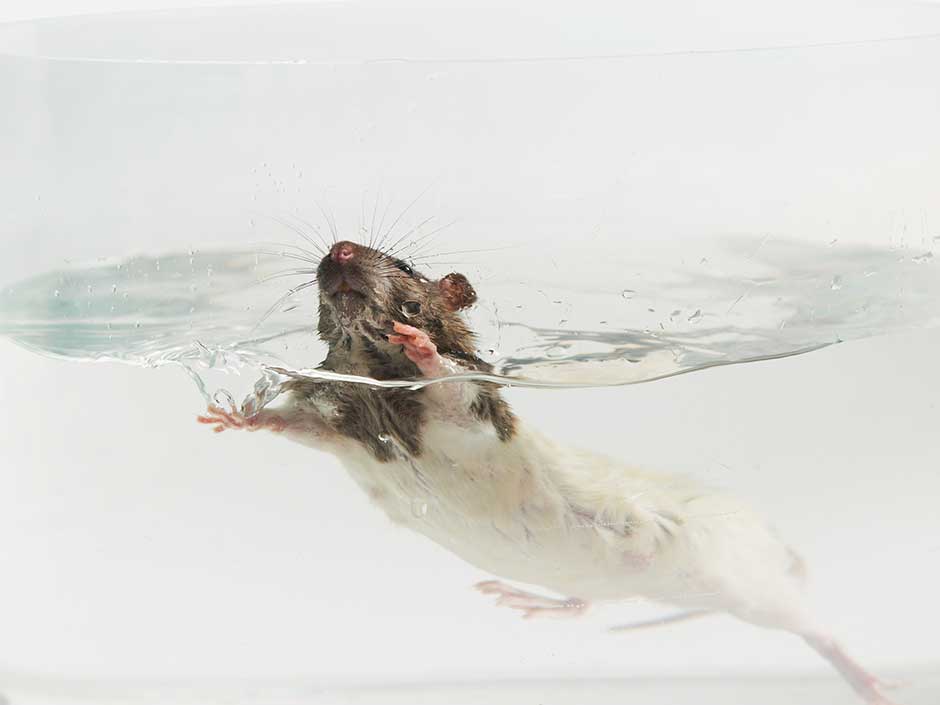 Tierversuche: Ratte schwimmt bis zur Erschöpfung.