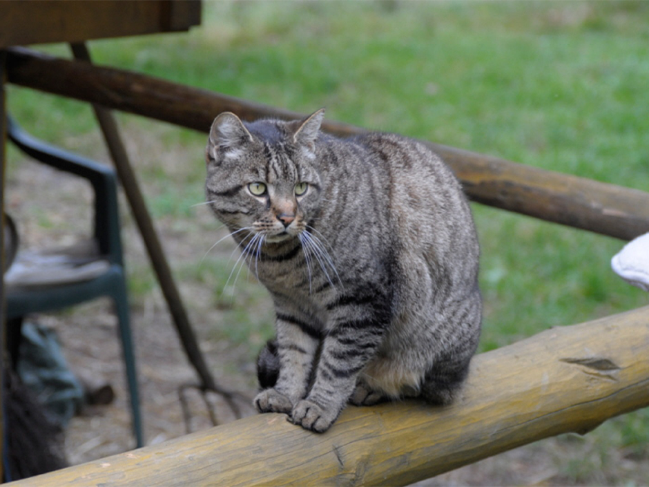 remde Katzen sollten nicht als herrenlos betrachtet werden. 