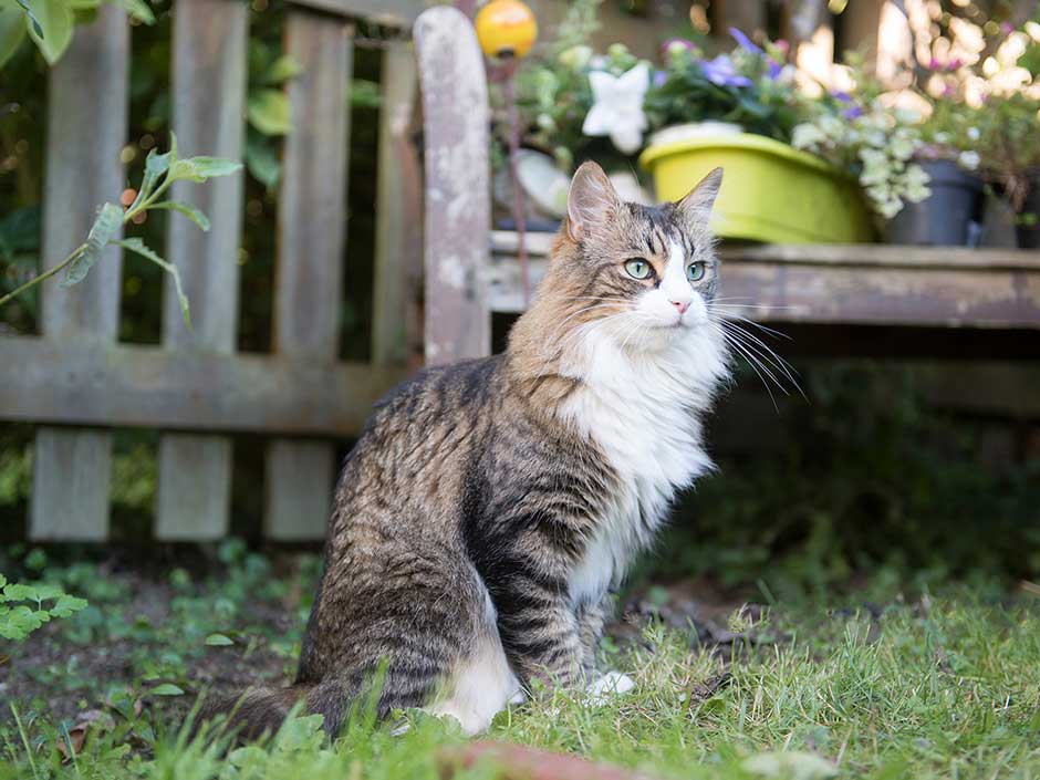 Katze sind entspannt im Garten.