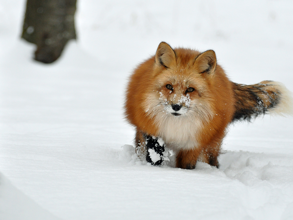 Etwa eine halbe Million Füchse werden in Deutschland jedes Jahr getötet. (Bildnachweis: Luise Dittombée, aktionsbuendnis-fuchs.de)