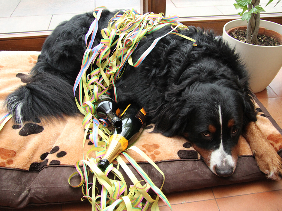 Hund inmitten von Sekt und Luftschlangen.