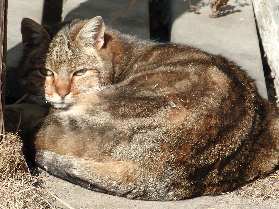 Streunerkatzen sind auf Schutzprojekte angewiesen