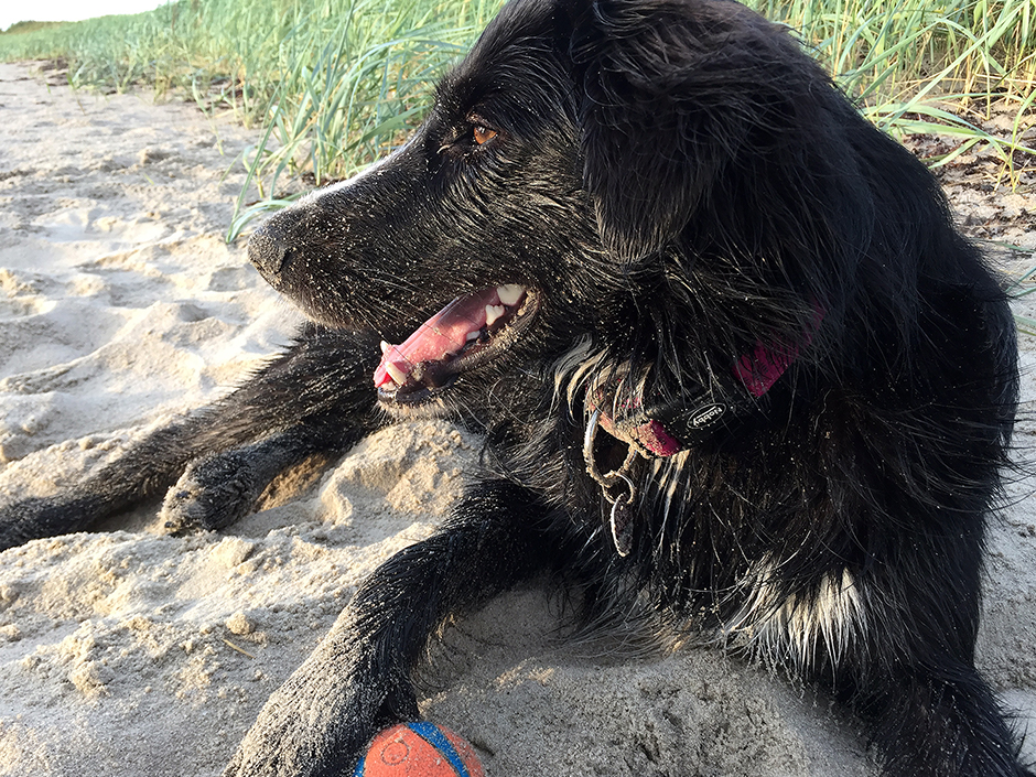 Hund entspannt am Strand im Urlaub. 