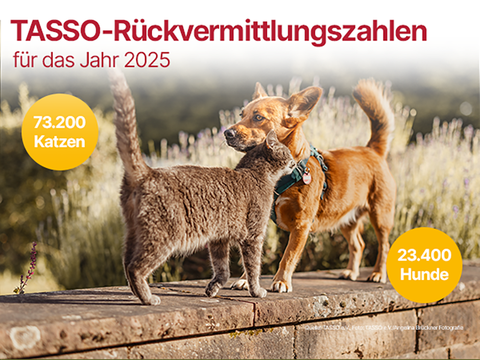 Hund und Katzen schmusen auf einer Mauer 