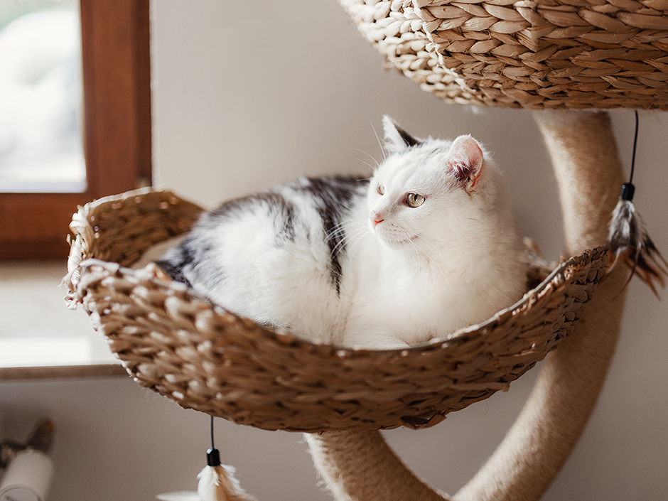 weiß-graue Katze liegt in einem Kratzbaumkorb