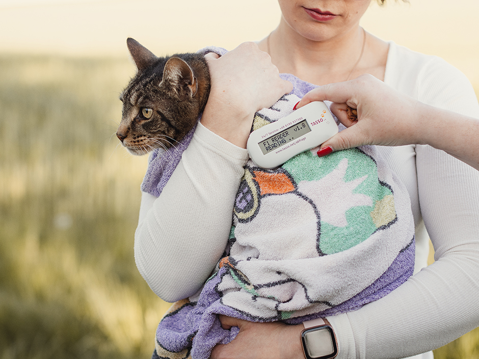 Bei einer in ein Handtuch eingewickelte Katze wird Transponder ausgelesen