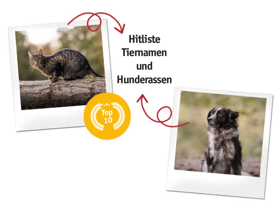 Hitliste: Beliebteste Tiernamen und Hunderassen