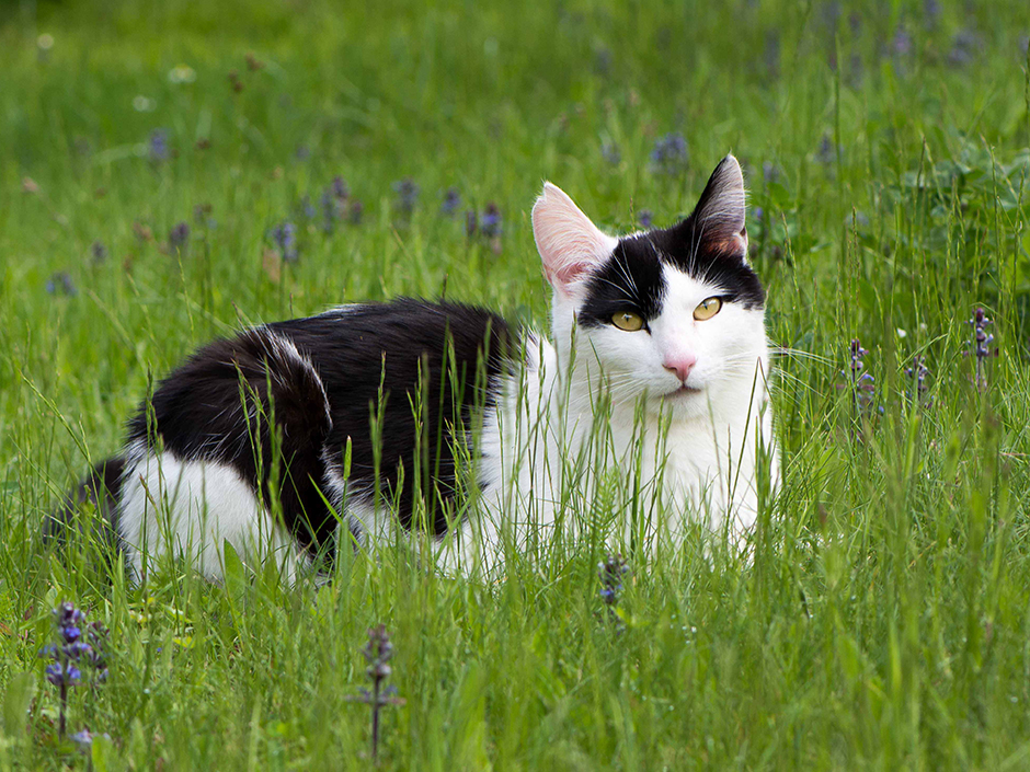 schwarz weiße Katze liegt in einer Wiese 