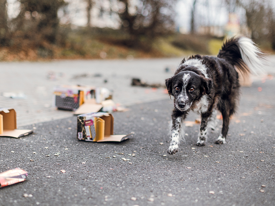 Hund läuft durch verbranntes Silvestermüll.