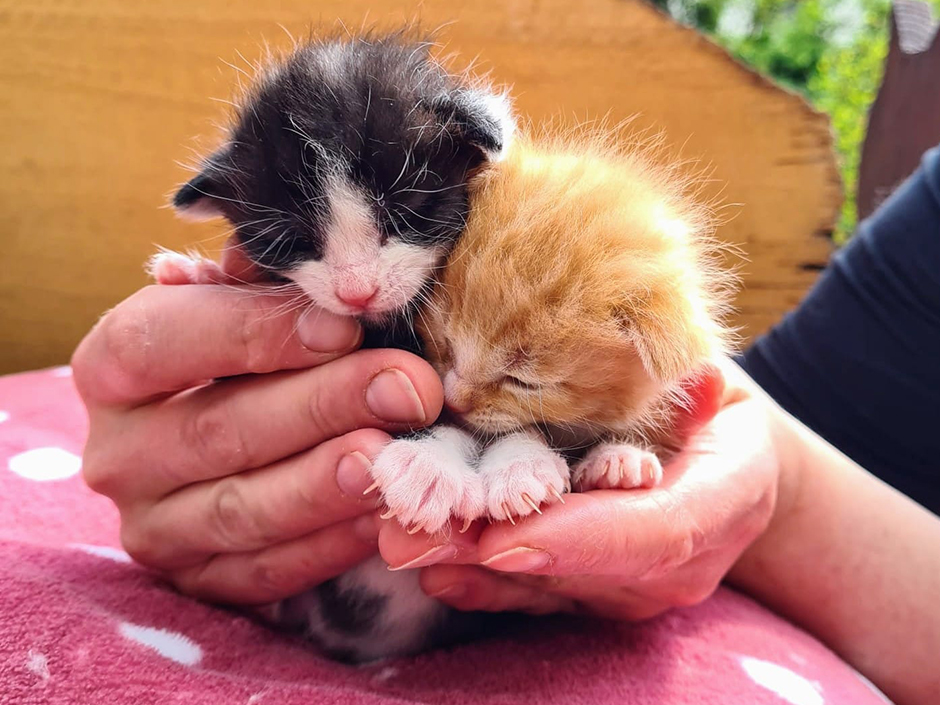 Kitten in den Händen eines Menschen