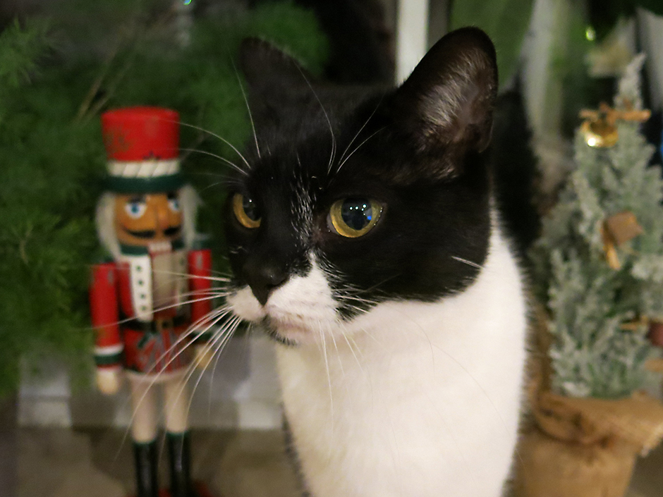 schwarz-weiße Katze vor Weihnachtsdeko