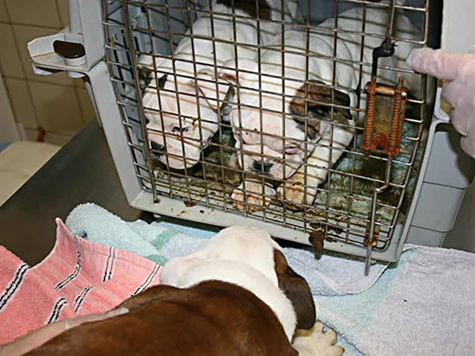 Hundewelpen in dreckiger Transportbox