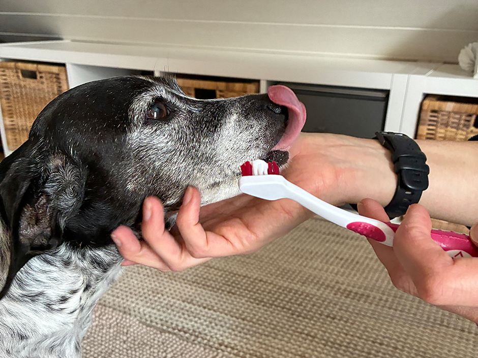 schwarz weißer Hund beim Zähneputzen