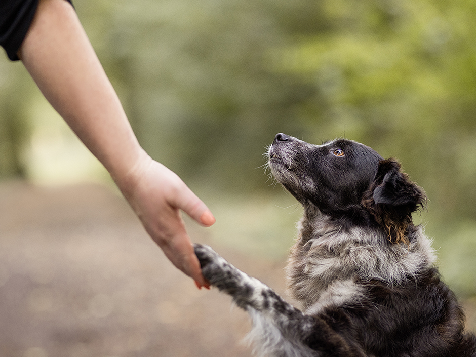 Schwarz-weißer Hund legt Pfote in Menschenhand