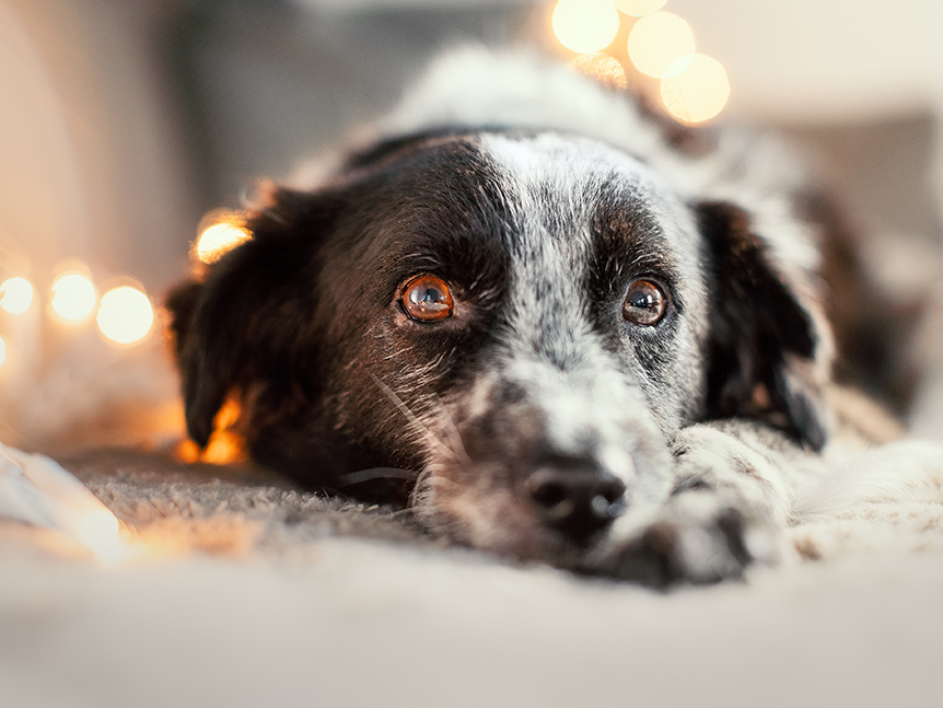 schwarz weißer Hund liegt mit abgelegtem Kopf