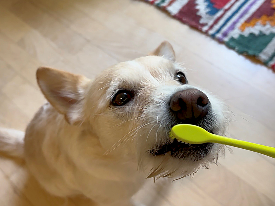 Einem weißen Hund werden die Zähne geputzt