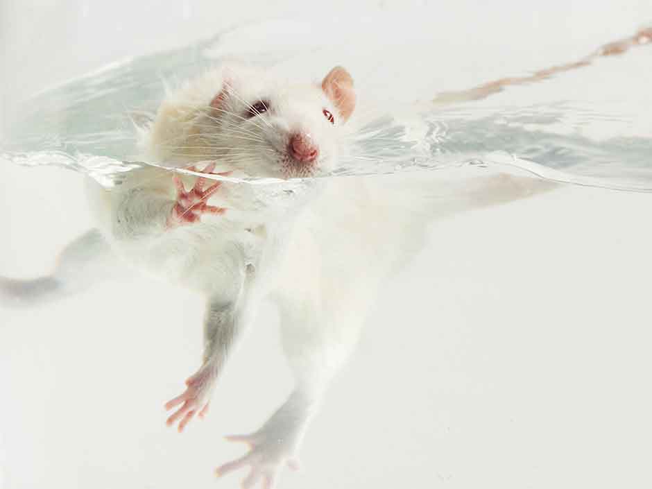 Schwimmen bis zur Verzweiflung: Beim „Forcierten Schwimmtest“ leiden Ratten im Tierversuch unglaubliche Qualen. 