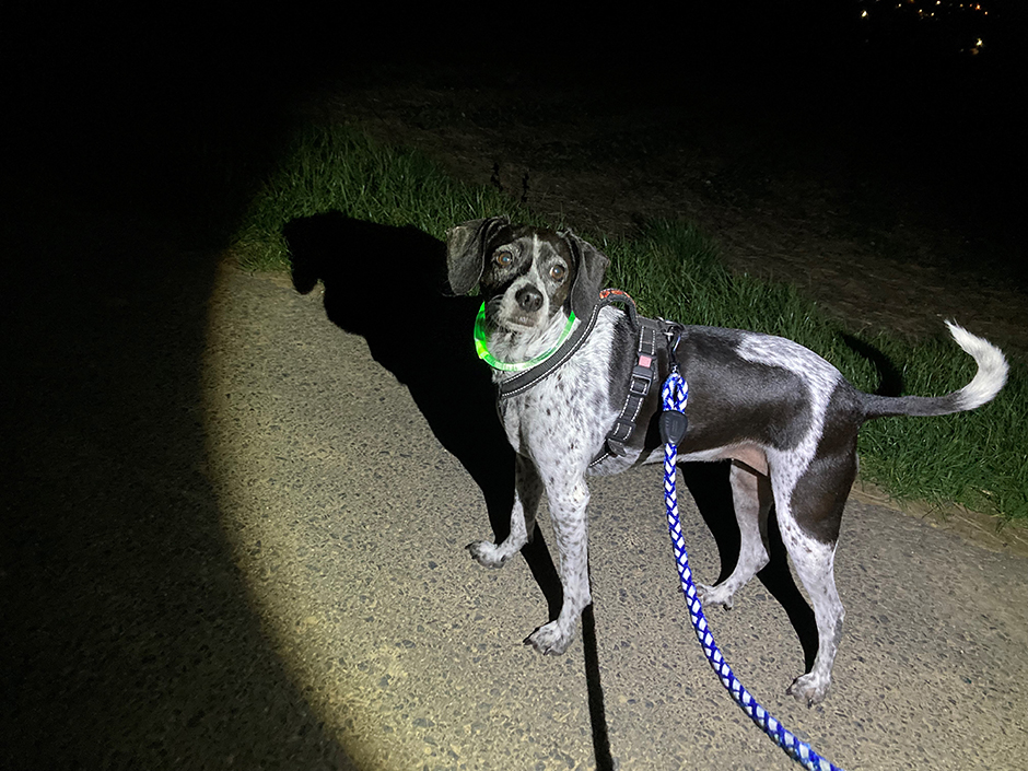 Hund steht im Lichtschein einer Taschenlampe 