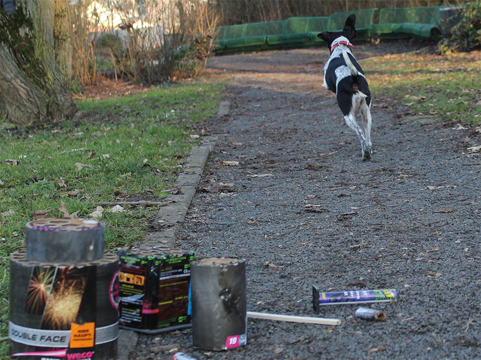 Feuerwrkskörper liegen auf dem Boden, Hund läuft davon