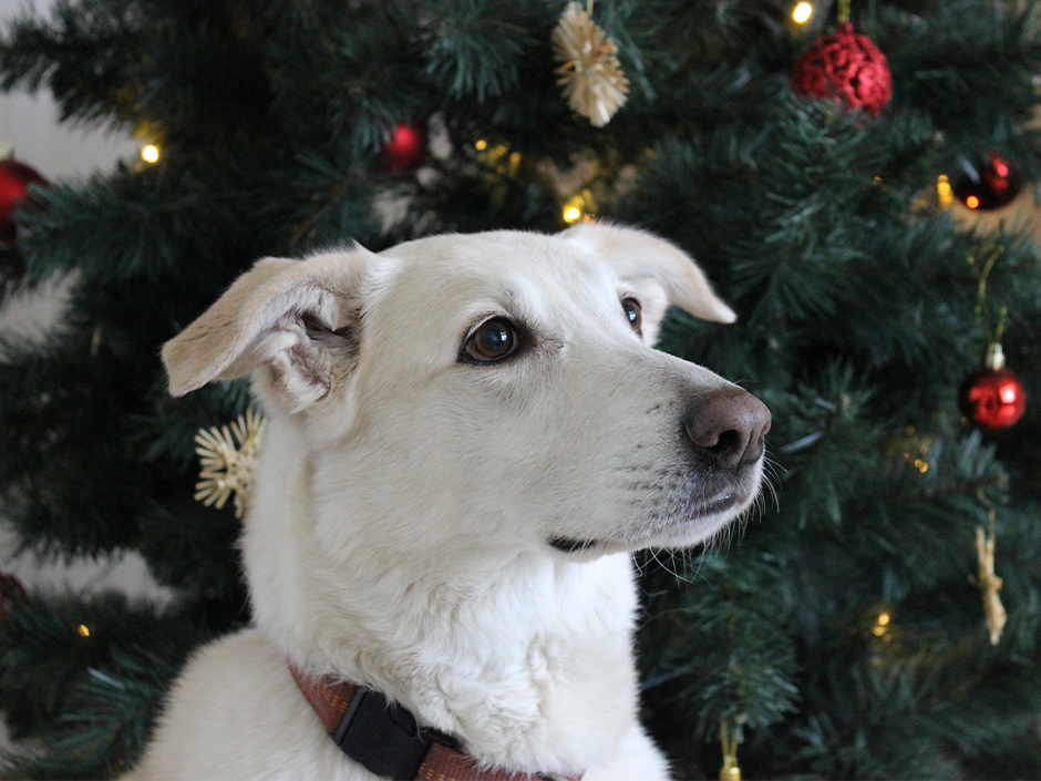 Mit ein wenig Vorsicht und viel Ruhe wird die Adventszeit mit Tier entspannt und sicher. 