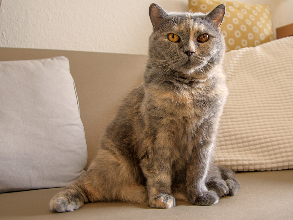Dass Katzendame Bommel Arthrose hat, sieht man ihr nicht an. Sie sitzt lediglich etwas ungewöhnlich.
