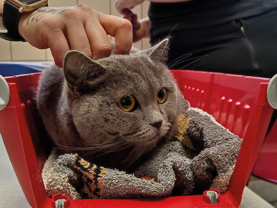 Die Berliner Tiertafel hilft auch bei der medizinischen Versorgung ukrainischer Katzen.