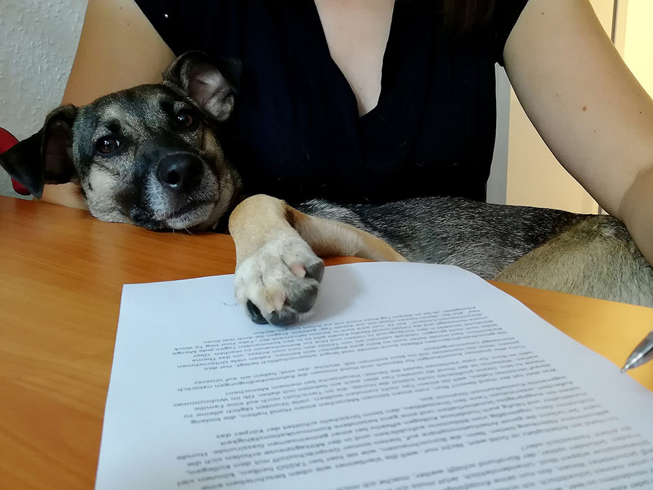 Lieblingskollege mit feuchter Schnauze: der Bürohund.