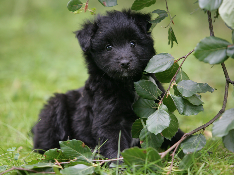 Ein kleiner schwarzer Hund hinter einem Ast