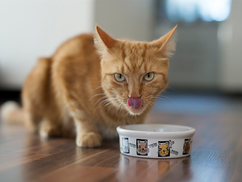 Viele Katzen leiden unbemerkt unter der schmerzhaften Krankheit. 