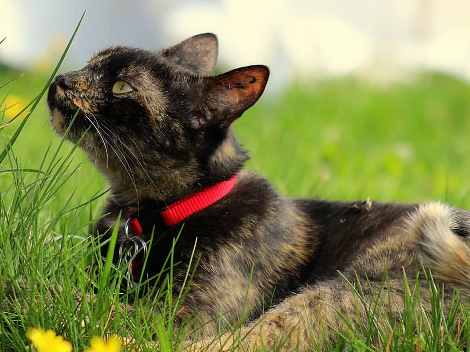 Hat ein aufregendes Abenteuer hinter sich: Katzendame Klara 